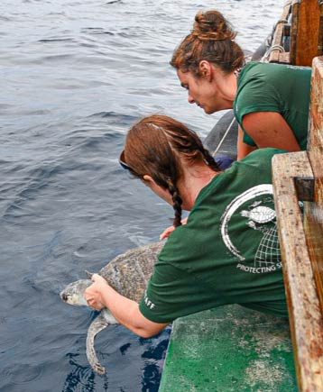 Turtle patient Orla being released