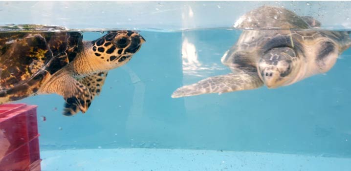 Tank mates Kaushell and Arti at the ORP Turtle Rescue Centre, Maldives