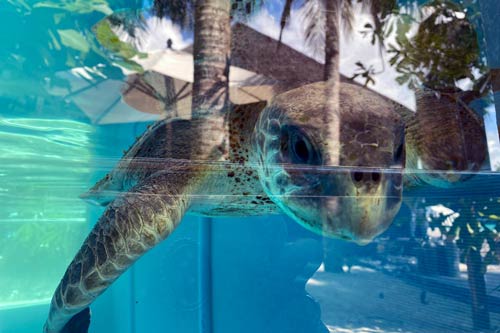 Olive Ridley turtle patient Ziko in the tank at ORP Turtle Rehabilitation Centre Maldives