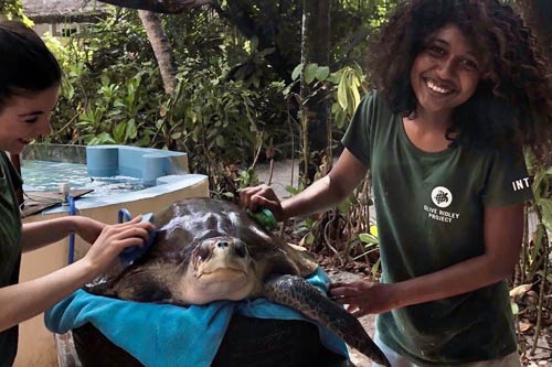 Spa day for turlte patient Bishy with Rosie and Eman, ORP Turtle Resuce Centre, image