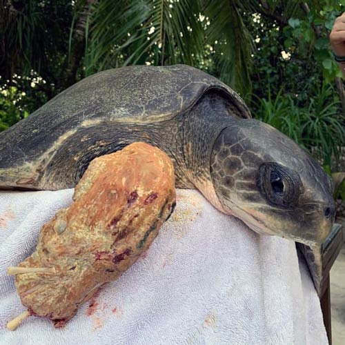 Ghost gear victim olive ridley turtle Maldives