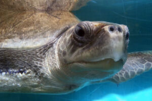 Ghost net victim olive ridley turtle Bishy recovering at ORP Turtle Rescue Centre, Maldives.