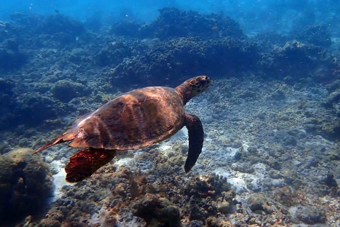 Hawksbill turtle Zathura, named by the students from Immaduddin Scholl, Maldives.