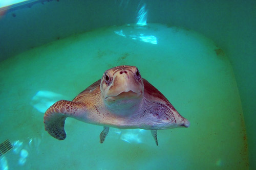 Ghost gear victim and flipper amputee, turtle patient Mascha, an olive ridley, in her tank, image