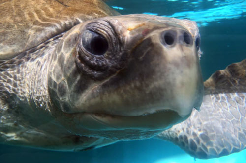 Ghost net victim olive ridley turtle Bishy recovering at ORP Turtle Rescue Centre, Maldives.