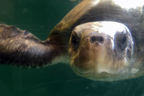 Ghost net victim olive ridlet turtle Mascha at ORP Turtle Rescue Centre, Maldives.