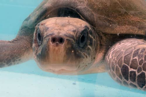 Olive ridley ghost gear victim Mascha, ORP Turtle Rescue Centre, Maldives