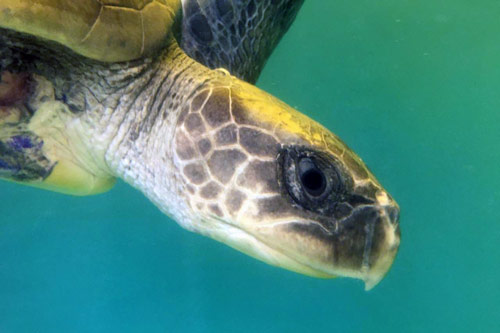 Turtle patient Fidji, olive ridley, ORP Turtle Rescue Centre, Maldives