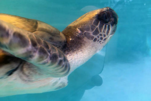 Turtle patient Teddy, olive ridley ghost gear victim, ORP Turtle Rescue Centre, Maldives.