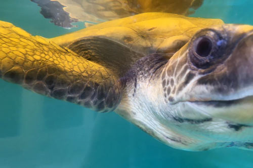 Turtle patient Teddy, olive ridley ghost gear victim, ORP Turtle Rescue Centre, Maldives.