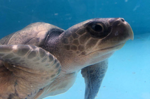 Juvenile olive ridley ghost net victim Bubbles at ORP Turtle Rescue Centre, Maldives