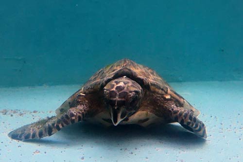 Turtle patient Crash, a tiny hawksbill, at ORP Turtle Rescue Centre, Maldives