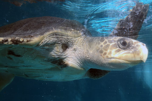 Turtle patient Fidji, a flipper amputee, image