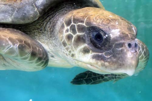 Ghost net victim Laetitia, ORP Turtle Rescue Centre, Maldives