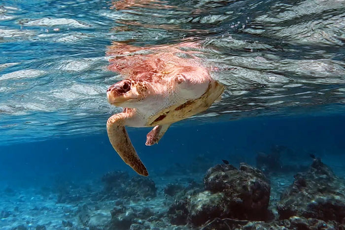 Turtle patient Disco enjoying a sea swim as part of her recovery. Image.