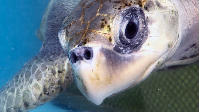 Close-up of turtle patient Disco. Image.