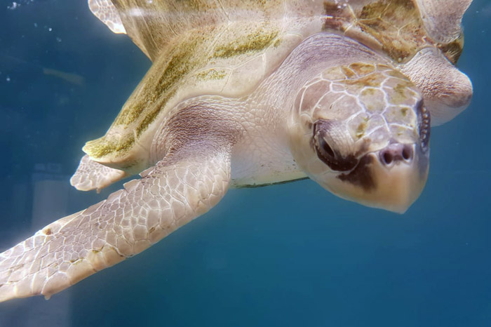 Turtle patient Disco in the Rescue Centre tank. Image.