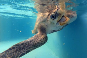 Turtle patient Disco laughing in his tank. Image.