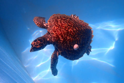 Reethi, a hawksbill turtle patient with a beautiful shell.