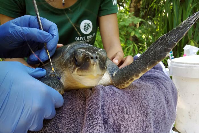 Interning at the Marine Turtle Rescue Centre