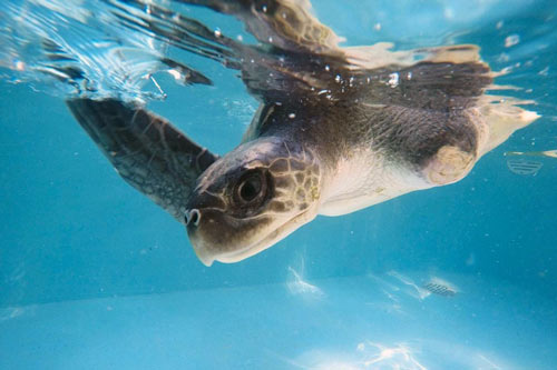 Olive ridley turtle patient Discovery at ORP Turtle Rescue Centre, Maldives