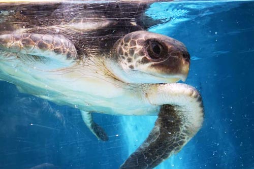 Olive ridley turtle patient Sandy at the ORP Turtle Rescue Centre, Maldives