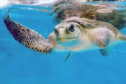 Turtle patient Discovery in the tank at ORP Turtle Rescue Centre, image