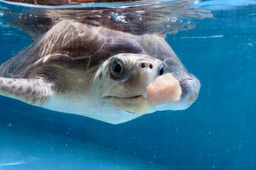 Turtle patient Discovery chasing her food at ORP Turtle Rescue Centre, image