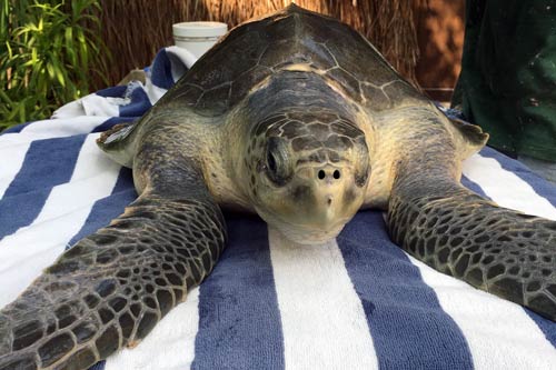 Turtle patient Sandy at ORP Turtle Rescue Centre, image