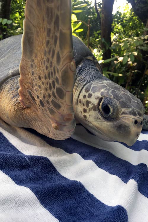 Detail of turtle patient Sandy's sores form trying to escape, ORP Turtle Rescue Centre, image