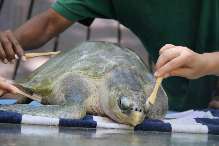 Turtle patient Disco enjoying a spa day at ORP Turtle Rescue Centre. Image.