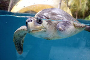 Turtle patient Disco, a ghost gear amputee, ORP Turtle Rescue Centre, Maldives. Image.