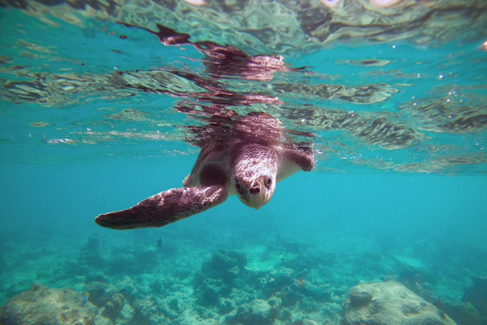 Photo of turtle patient Discovery on a sea swim.