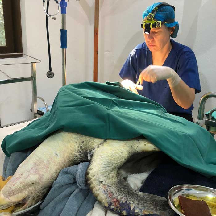 Women in science: Dr. Jackie Reed performing surgery on a turtle patient at the ORP Marine Turtle Rescue Centre in Maldives.