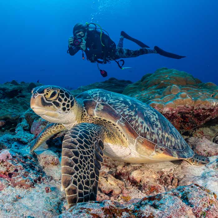 Women in science: Jo Goodfellow at work photo-id'ing a green turtle in the Maldives.