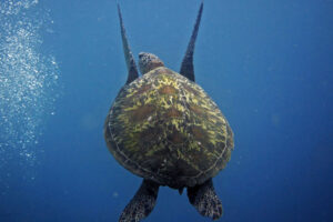 A green turtle swimming in the blue ocean with four pairs of lateral scutes clearly visible on the shell, image.