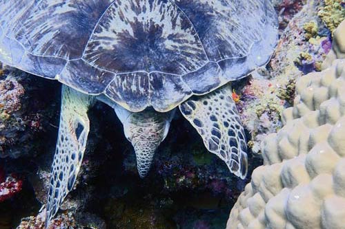 Female green turtle tail