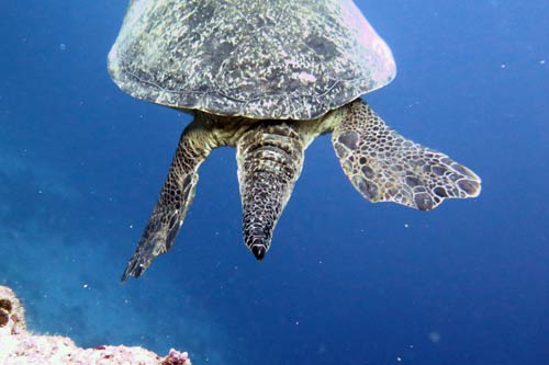  Männlicher grüner Schildkrötenschwanz