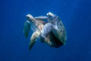 A green turtle seen holding on to his female mating partner with his front flippers, image