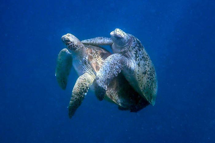 Tortugas verdes adultas apareándose, Malsdives. Imagen.