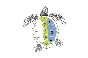 Drawing of green turtle shell showing 4 pairs of lateral scutes, graphic