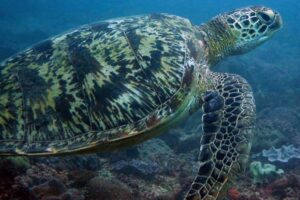 Green sea turtle on a reef in Kenya. Sea turtles have a flatter shell than tortoises and cannot retract their head into their shells.