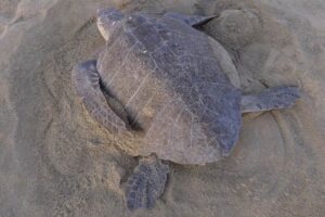 A female olive ridley turtle digging a nest with her hind flippers, image