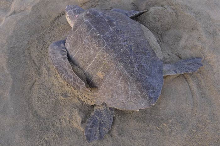 An olive ridley turtle digging a nesting chamber.  Image.