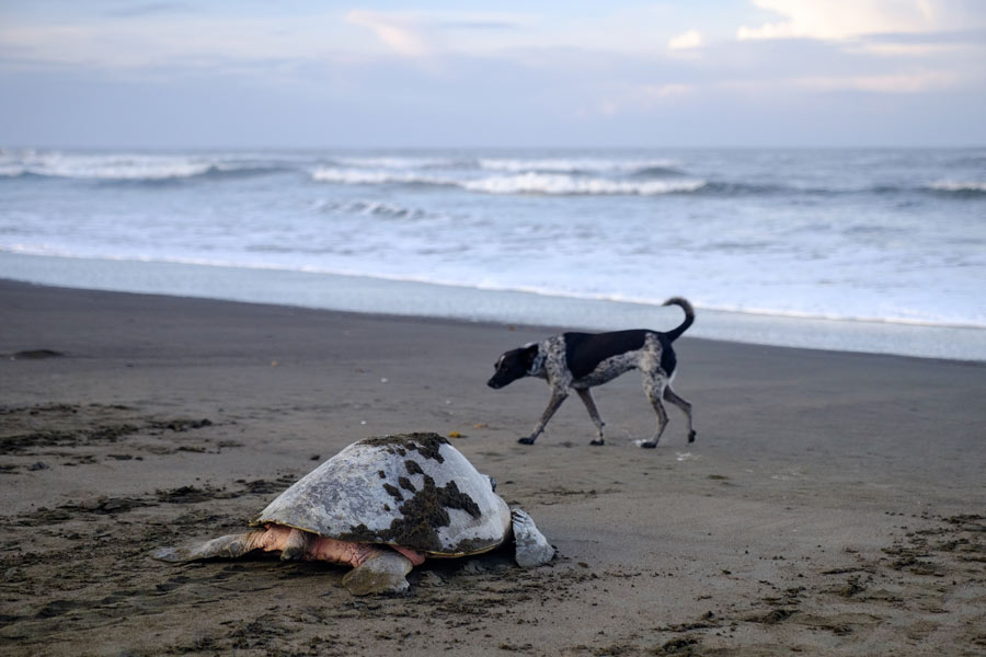 Ein verwilderter Hund patrouilliert am Strand, während eine Olive-Ridley-Schildkröte nach dem Nisten ins Meer zurückkehrt. Bild.