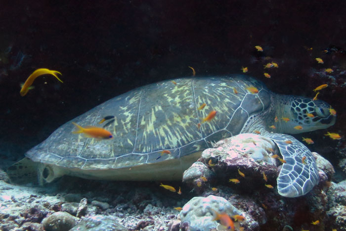 A female green turtle missing a back flipper on a reef, Maldives. Image.