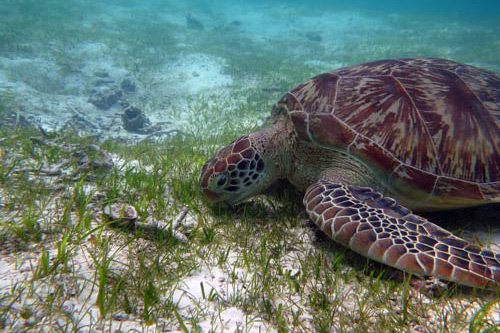 A green turtle eating sea grass, Maldives. Image.