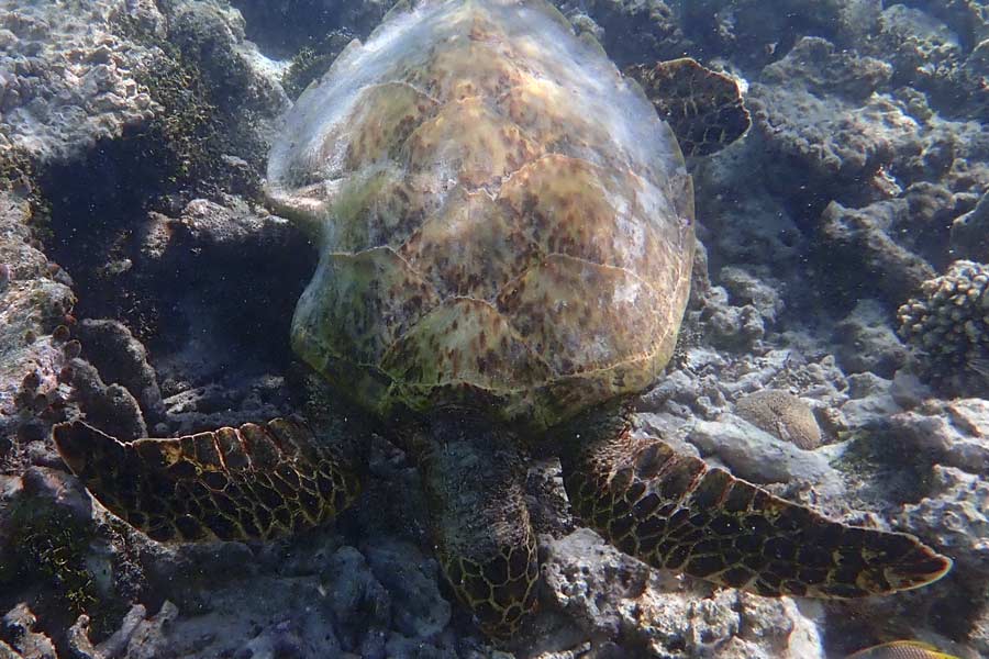 Tartaruga embricata con un possibile morso di squalo, su una scogliera alle Maldive. Image.