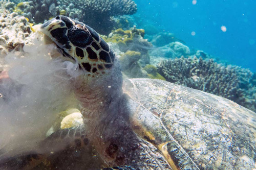 A hawksbill turtle making a meal of a jelly fish, Maldives. Image.