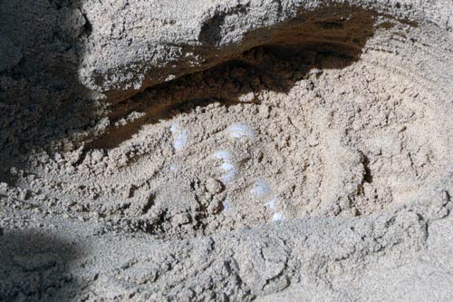 Nest der Unechten Karettschildkröte, Cap Verde, Bild